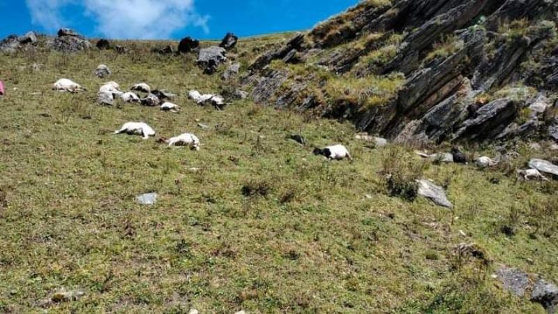 पाटनमा चट्याङ पर्दा किसानका ४० भेडा मरे