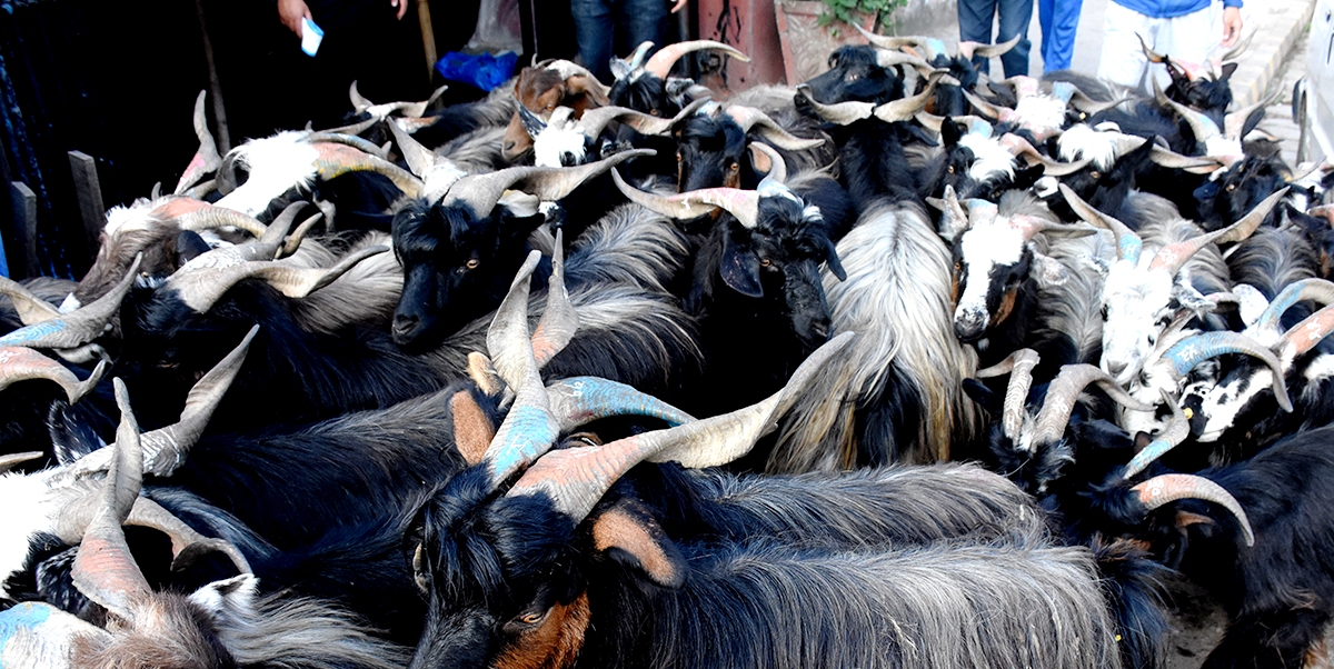 खसी,बोका र च्याङ्ग्रा खरिदका लागि छ करोड विनियोजन