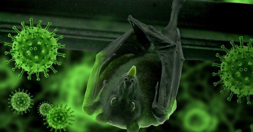 अर्को त्रास, निपाह भाइरस