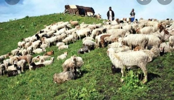 गोठालो भत्ता कार्यक्रम प्रभाव कारी बन्दै