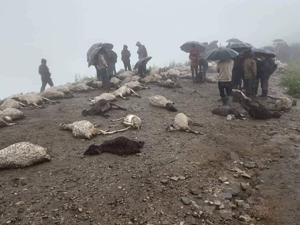 पातारासीको बागजाले पाटनमा परेको चट्याङले ८० भेडा मरे, ३ सय हराए