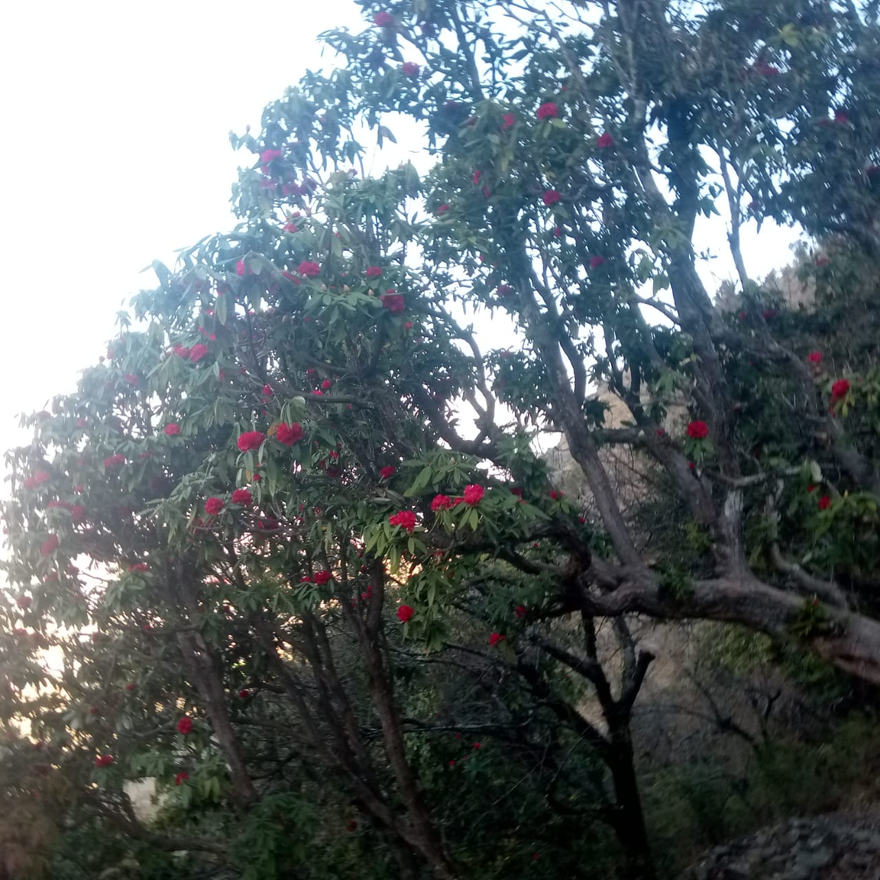 माघमै फुल्यो लालीगुराँस